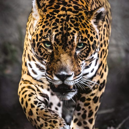 پازل ۱۰۰۰ تکه عبور جگوار