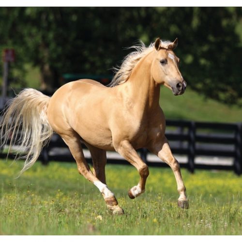 پازل ۱۰۰۰ تکه آزادی