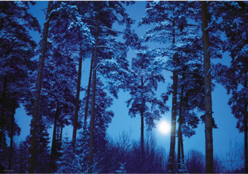 جنگل،جادویی،ماه کامل،هی،پازل،500تکه