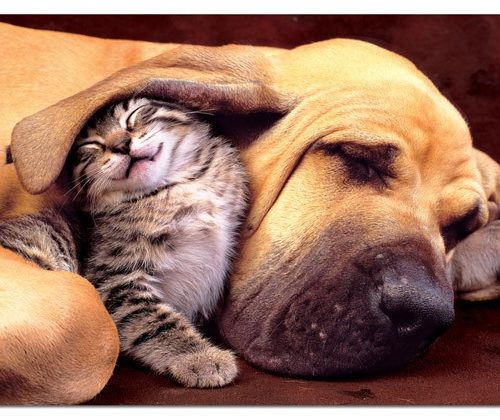 پازل 500 تکه سگ و گربه