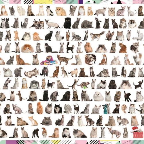 پازل ۱۰۰۰ تکه ۲۰۸ گربه