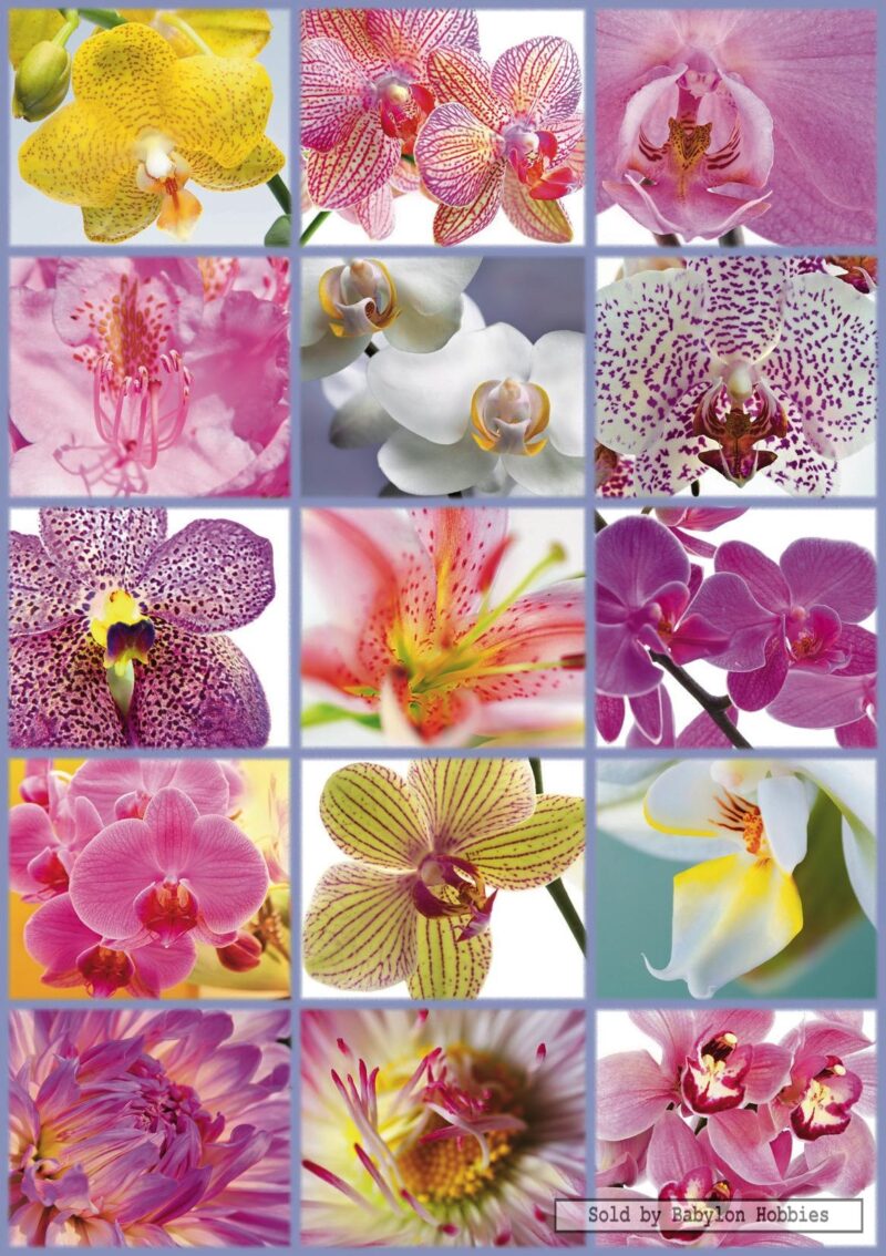Collage of flowers