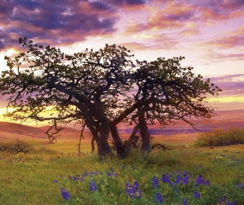 پازل ۲۰۰۰ تکه پانوراما درخت بلوط