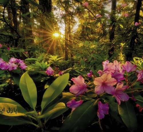 پازل ۲۰۰۰ تکه گل خرزه هندی اثر مارک آداموس