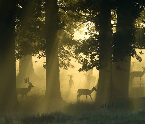 پازل ۱۰۰۰ تکه گوزن