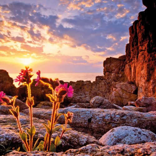 پازل ۱۰۰۰ تکه کمپیون قرمز