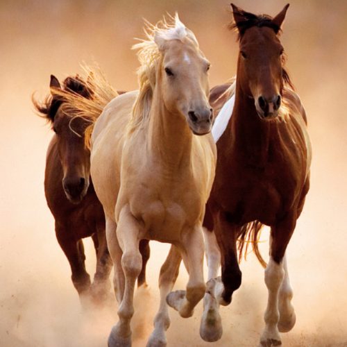 پازل ۱۰۰۰ تکه اسبها در حال دویدن