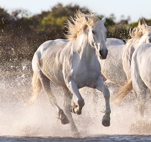 پازل ۱۰۰۰ تکه پانوراما اسب ها در حال دویدن