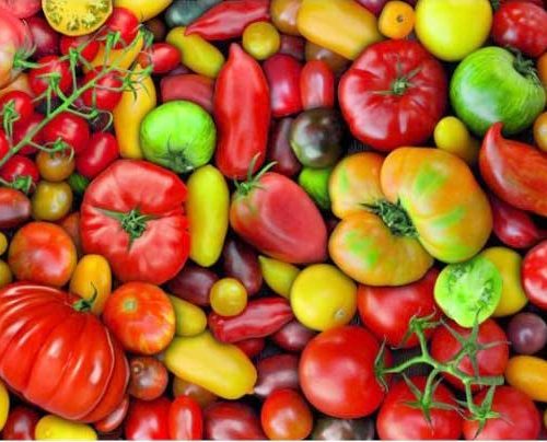 پازل ۱۰۰۰ تکه گوجه فرنگی ها