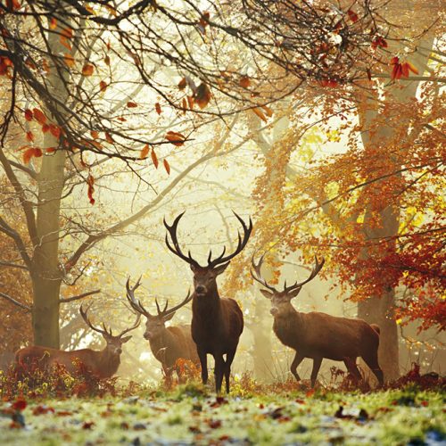 پازل ۱۰۰۰ تکه گوزن ها اثر الکس صابری