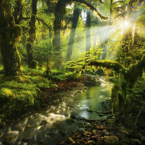 پازل ۱۰۰۰ تکه باغ رویایی اثر مارک آداموس