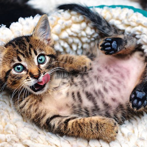 پازل ۱۰۰۰ تکه بچه گربه خوشحال