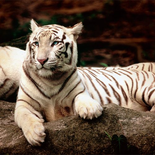 پازل ۱۵۰۰ تکه ببر بنگال