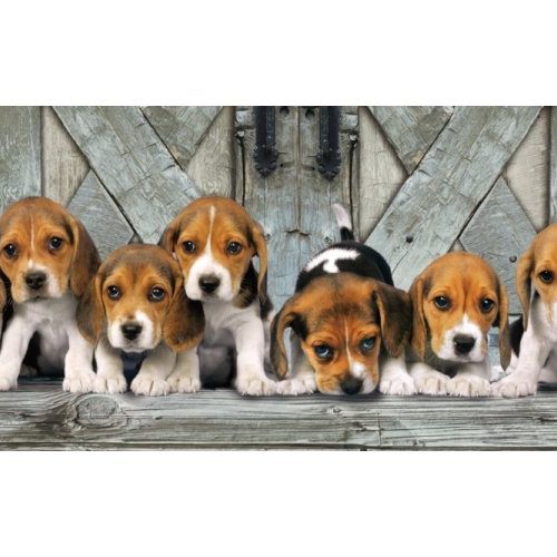 پازل ۱۰۰۰ تکه پانوراما بیگل ها