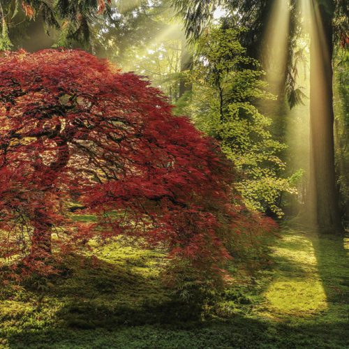 پازل ۱۰۰۰ تکه نور هدایتگر اثر آرون رید