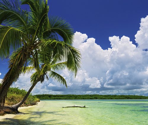 پازل ۲۰۰۰ تکه پانوراما نخل های بهشت اثر پاول مارچلینی