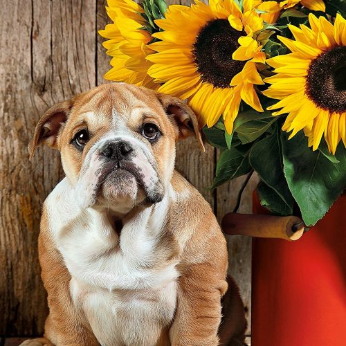 پازل ۱۰۰۰ تکه بولداگ