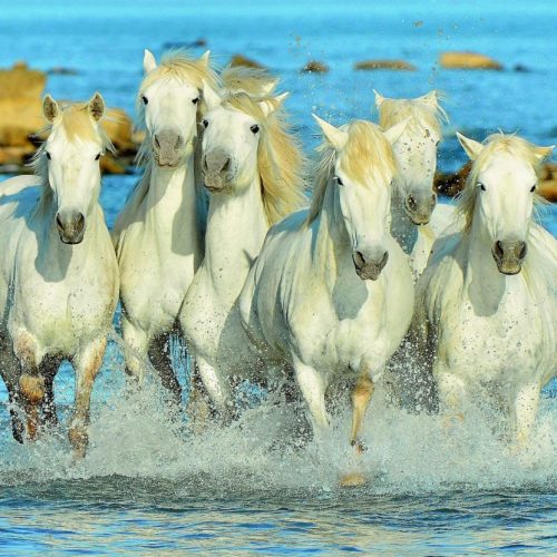 پازل ۱۵۰۰ تکه نفسی تازه کردن