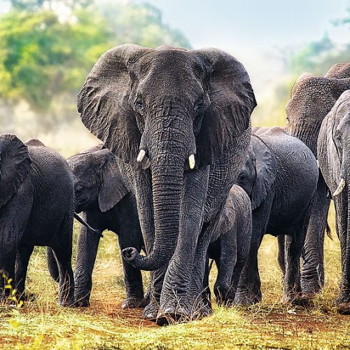 پازل ۱۰۰۰ تکه فیل های آفریقایی