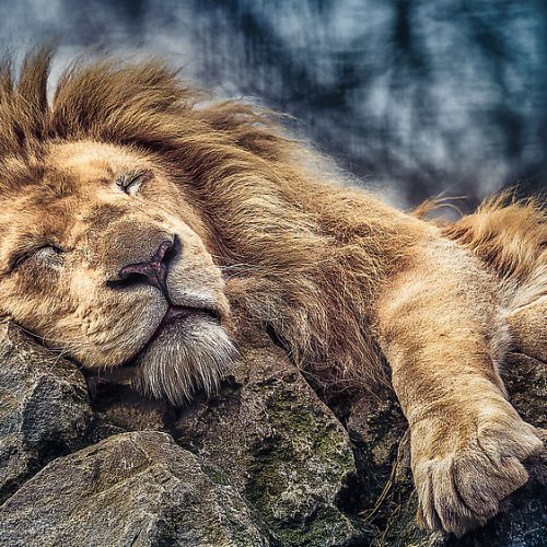 پازل ۱۰۰۰ تکه شیر خفته