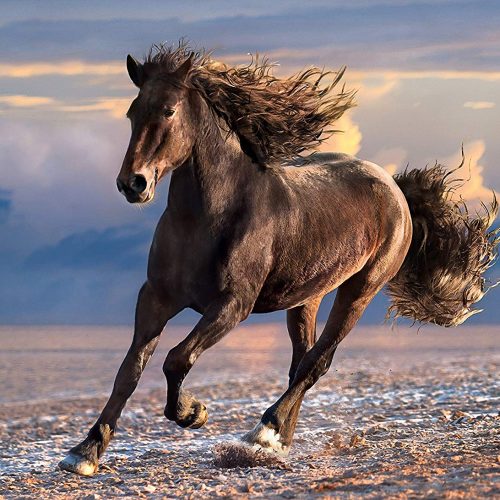 پازل ۱۰۰۰ تکه اسب آزاد