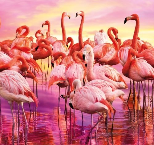 پازل ۱۰۰۰ تکه پانوراما رقص فلامینگو