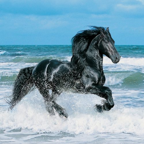 پازل ۵۰۰ تکه اسب سیاه