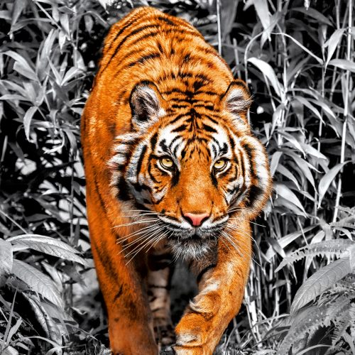 پازل ۱۰۰۰ تکه نقره ای ببر - سری پلاتینیوم