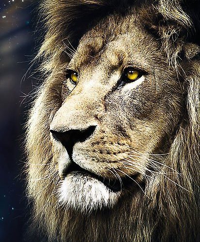 پازل ۱۵۰۰ تکه شیر