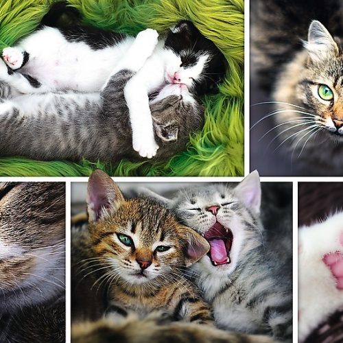 پازل ۱۵۰۰ تکه گربه ها