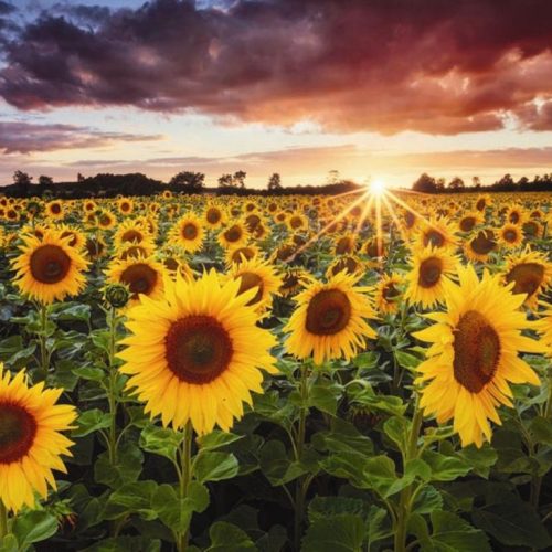 پازل ۱۰۰۰ تکه مزرعه آفتابگردان در غروب