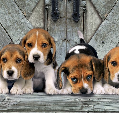 پازل ۱۰۰۰ تکه پانوراما بیگل ها