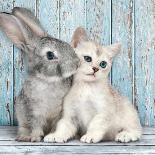 پازل ۵۰۰ تکه گربه و خرگوش