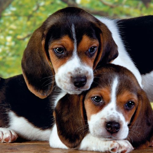 پازل ۵۰۰ تکه کنار هم