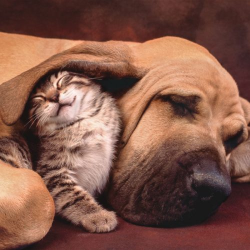 پازل ۵۰۰ تکه آغوش