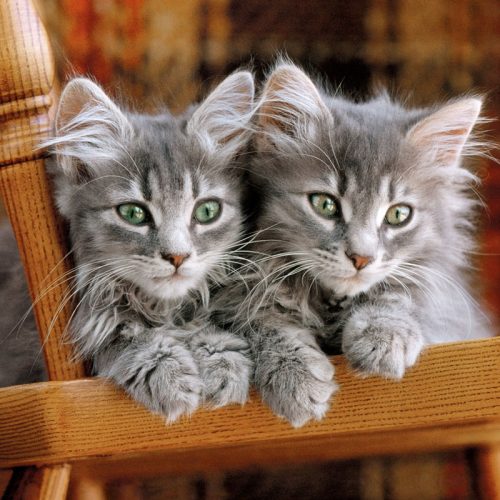 پازل ۵۰۰ تکه بچه گربه ها