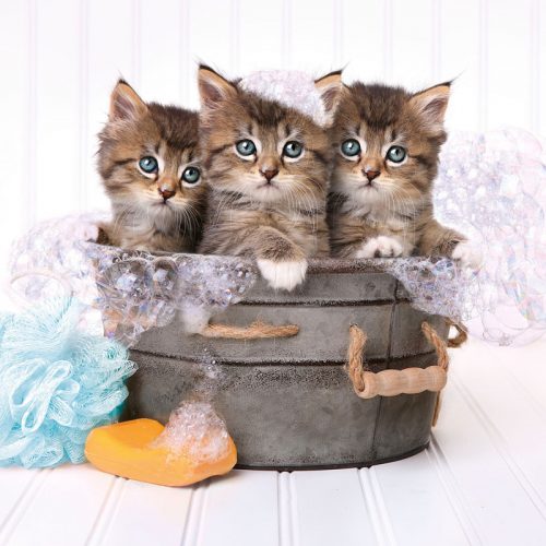 پازل ۵۰۰ تکه بچه گربه ها و صابون