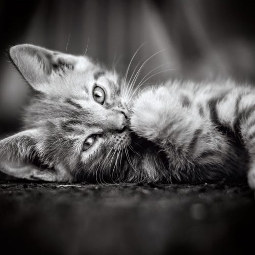 پازل ۱۰۰۰ تکه پیشی کوچولو