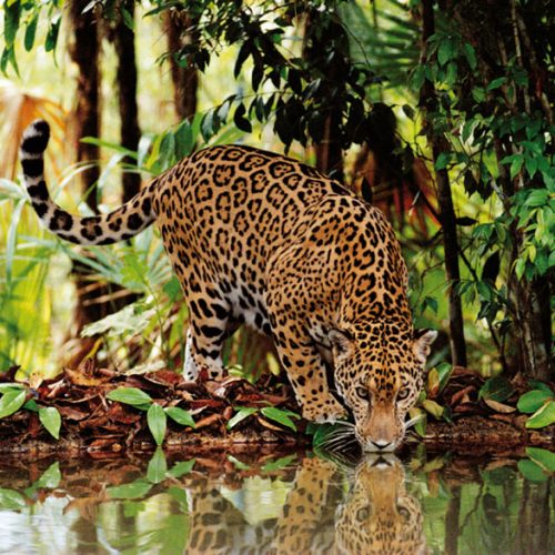 پازل ۲۰۰۰ تکه لئوپارد