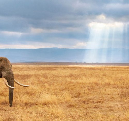 پازل ۱۰۰۰ تکه پانوراما گمشده