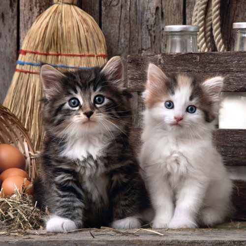 پازل ۱۰۰۰ تکه بچه گربه های دوست داشتنی