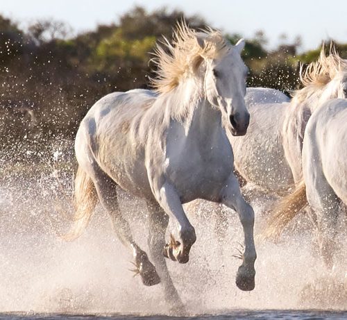پازل ۱۰۰۰ تکه پانوراما اسب ها در حال دویدن