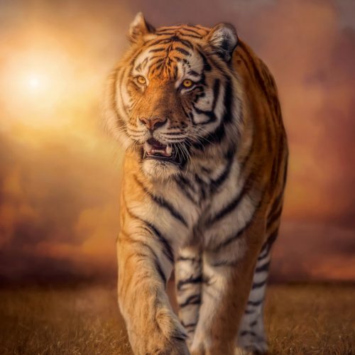 پازل ۱۵۰۰ تکه ببر