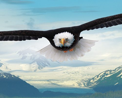 پازل ۱۰۰۰ تکه پانوراما عقاب