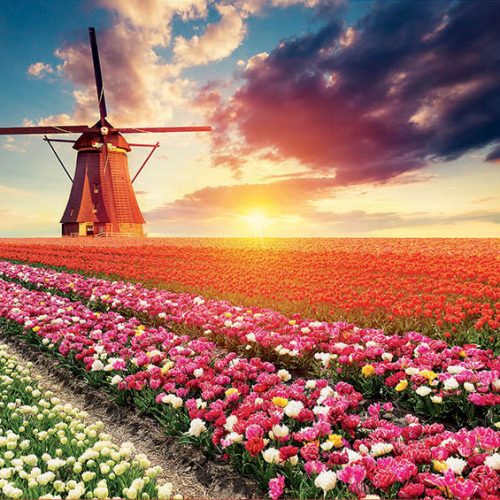 پازل ۱۵۰۰ تکه چشم انداز لاله ها