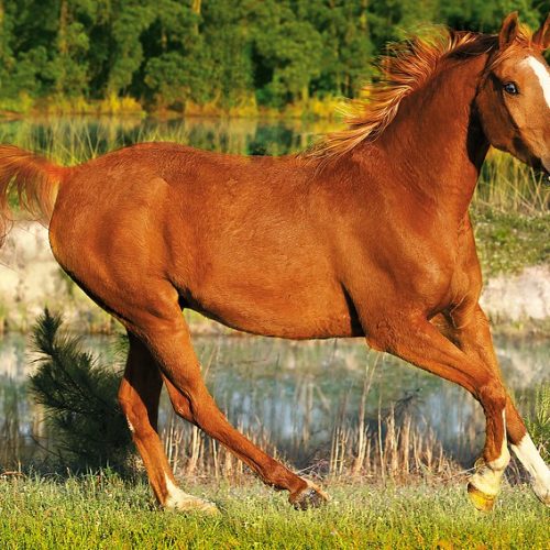 پازل ۵۰۰ تکه زیبایی تاخت