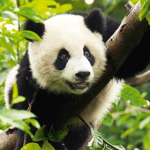 پازل ۵۰۰ تکه پاندای غول پیکر