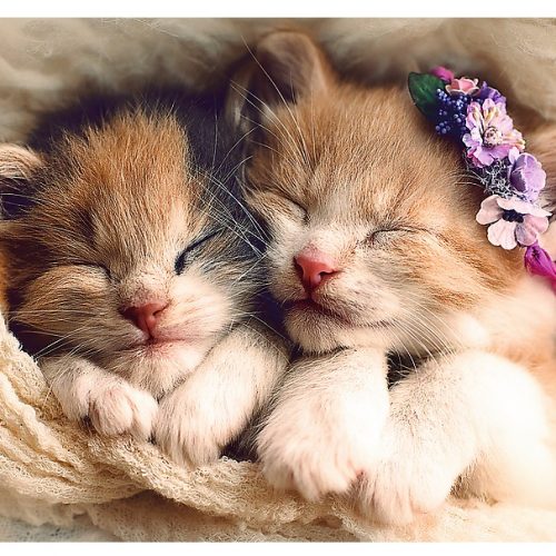 پازل ۵۰۰ تکه بچه گربه های خوابیده