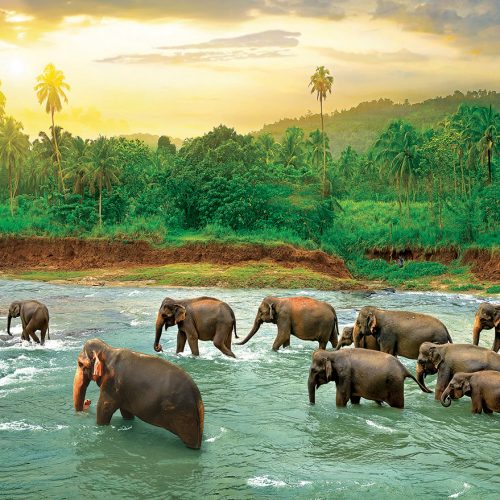 پازل ۱۰۰۰ تکه جنگل بارانی - اسمارت کات