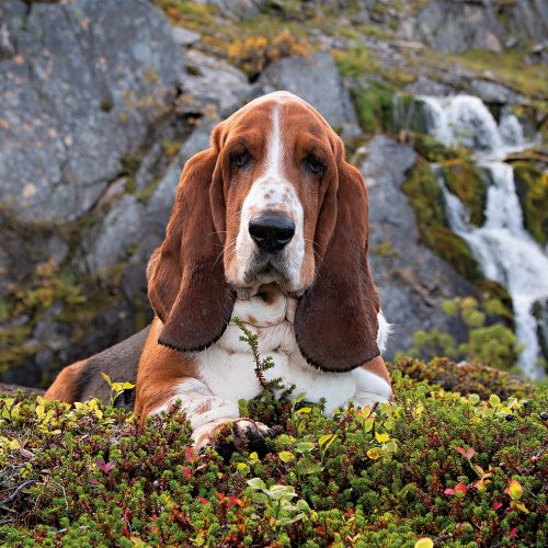 پازل ۱۰۰۰ تکه چارلی براون